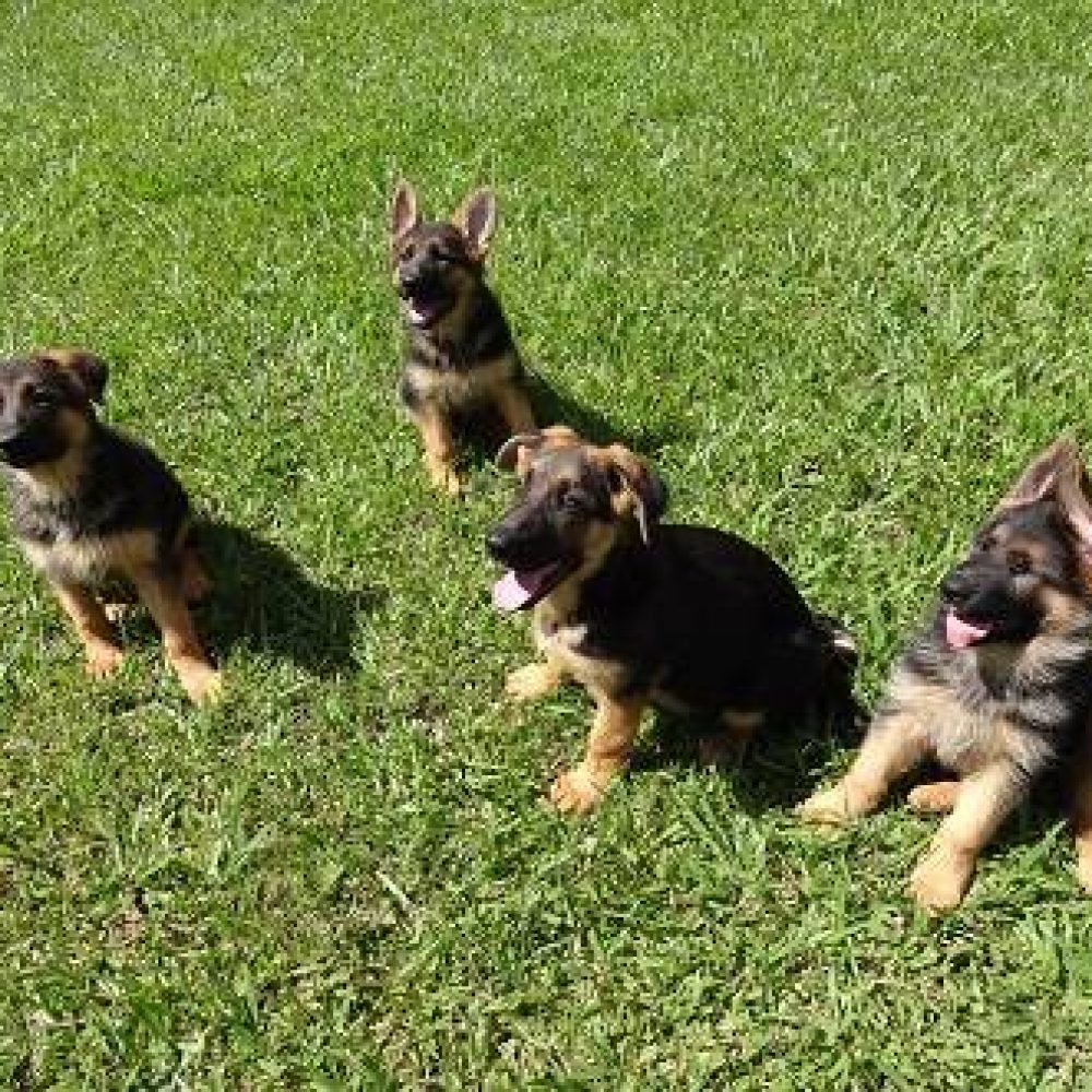 dsc01686-441x331