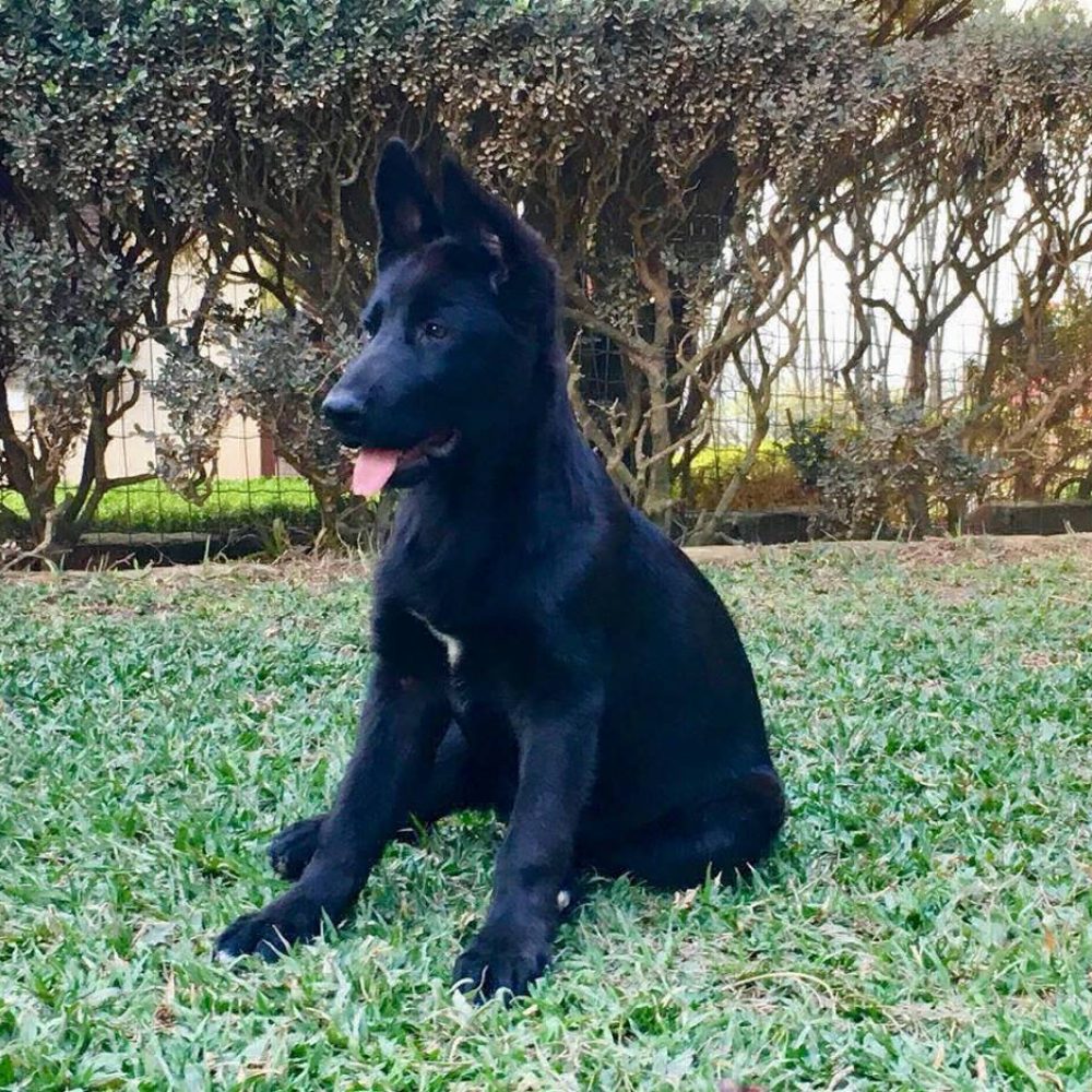 filhote-pastor-alemo-preto-960x936