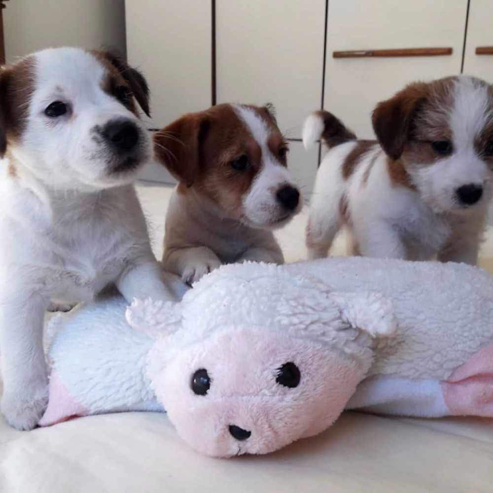 filhotes-de-jack-russell-1280x1039