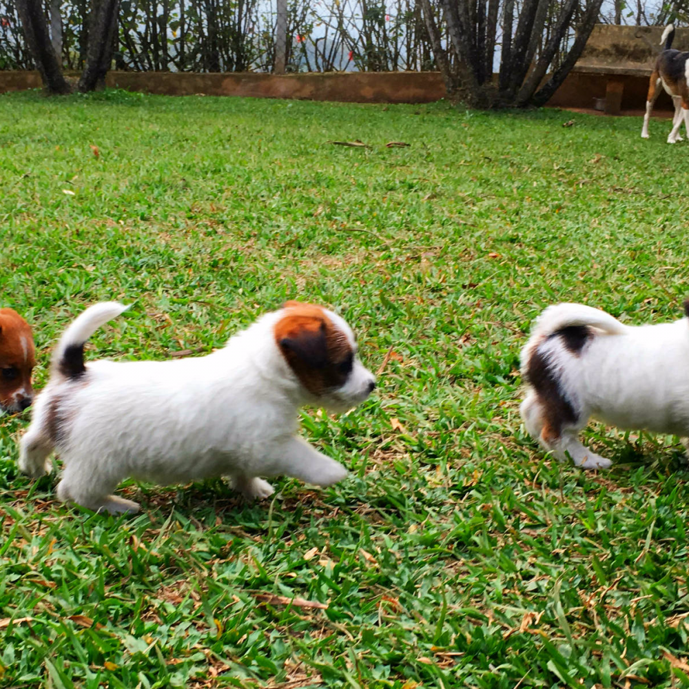 filhotes-jack-russell-2000x1500