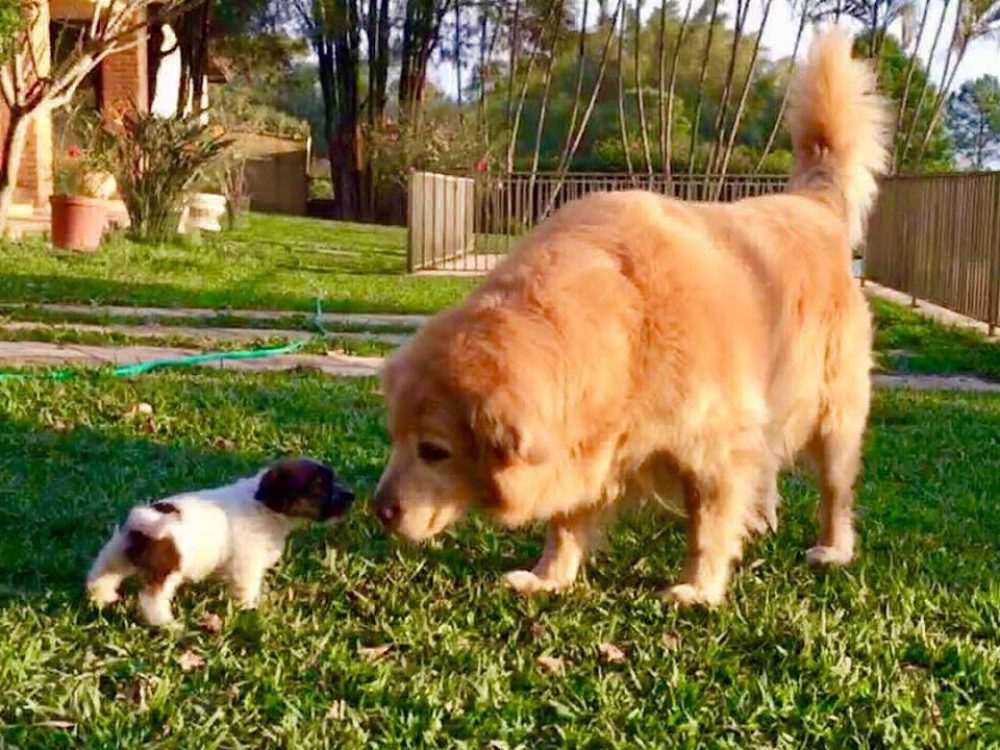 jack-russell-e-golden-retriever-960x960