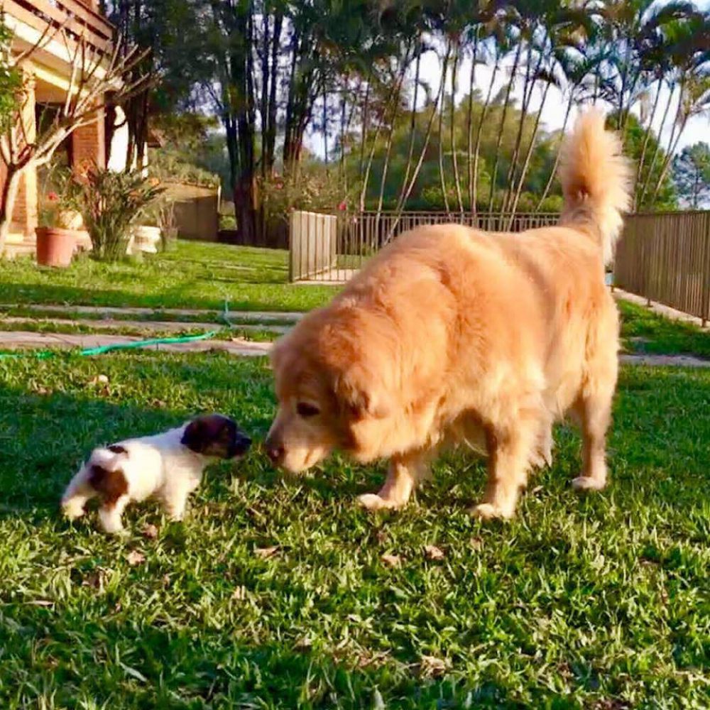 jack-russell-e-golden-retriever-960x960
